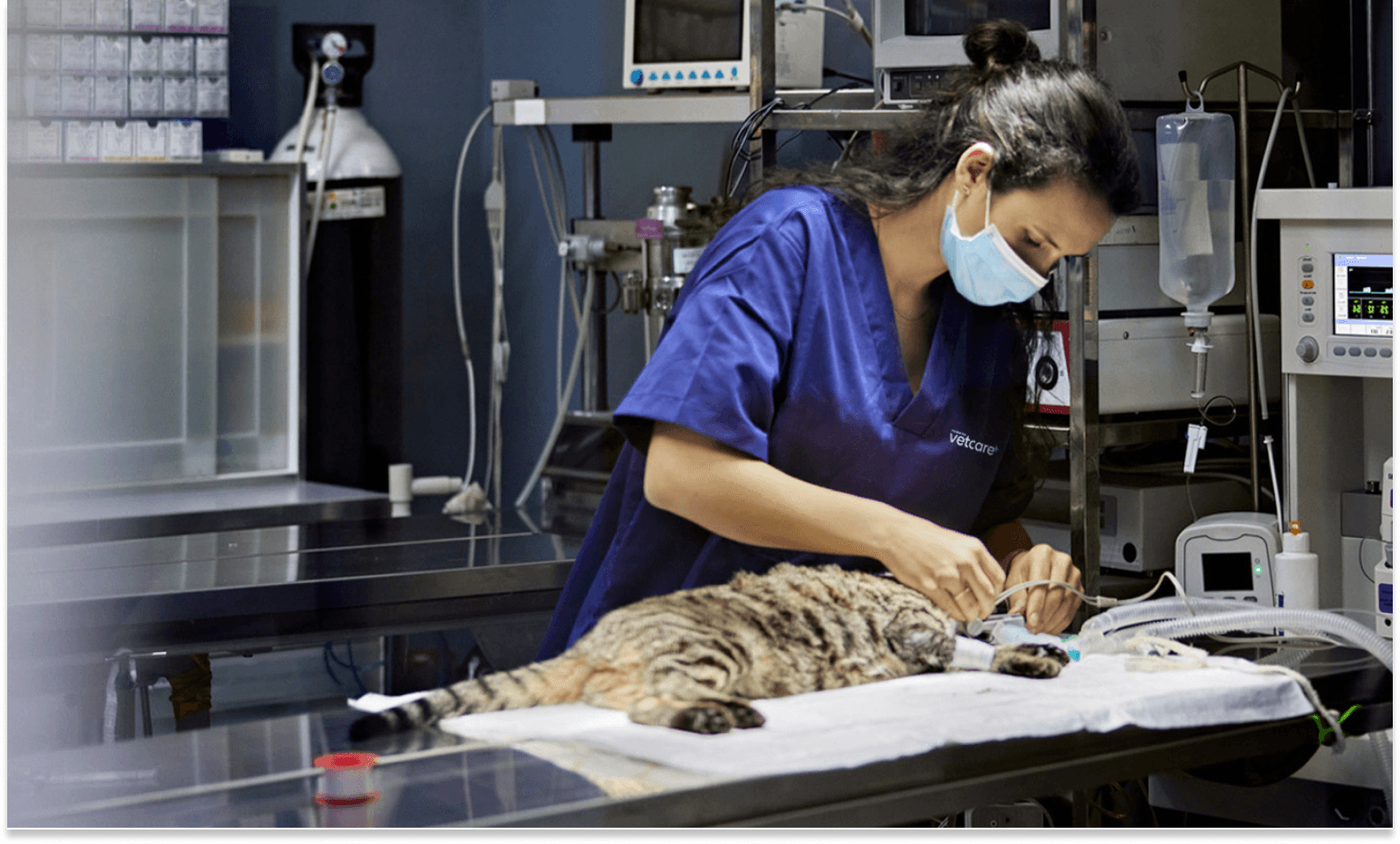 Un'immagine di un veterinario che si prende cura di un gatto domestico su un tavolo medico.