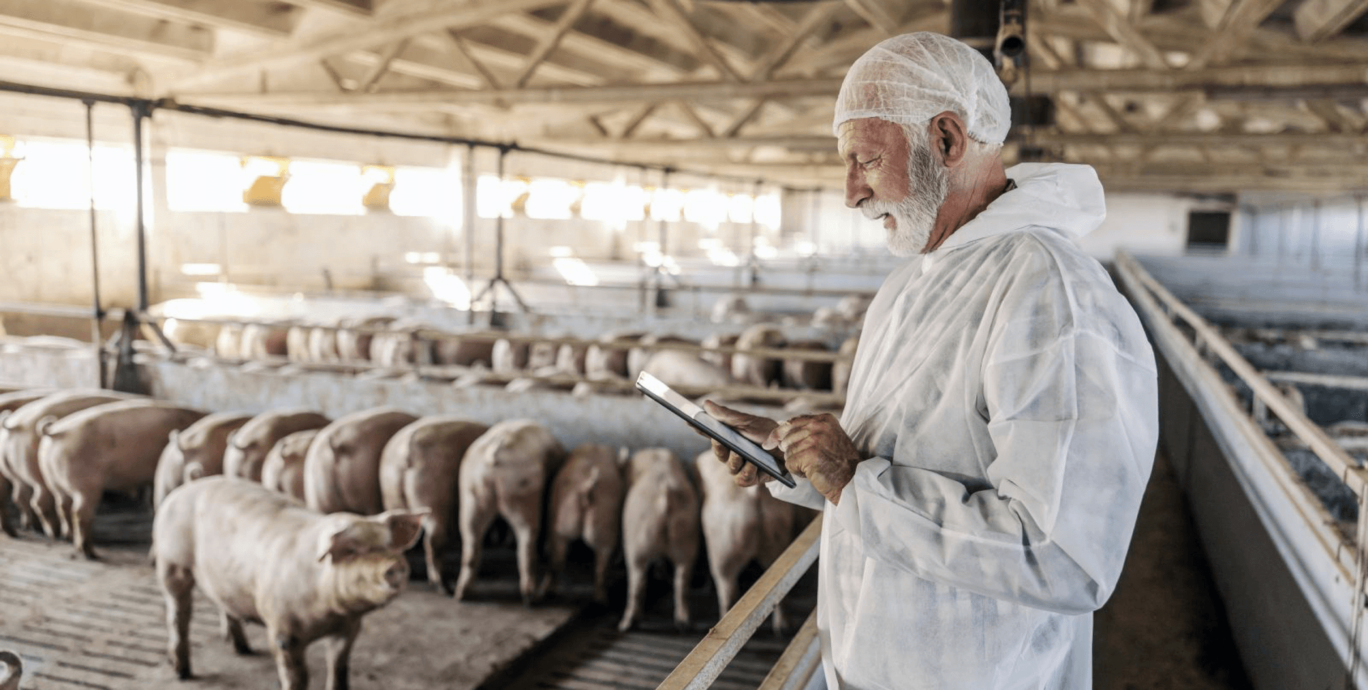 Image of an employee at Cooper Farms reviewing a tablet.